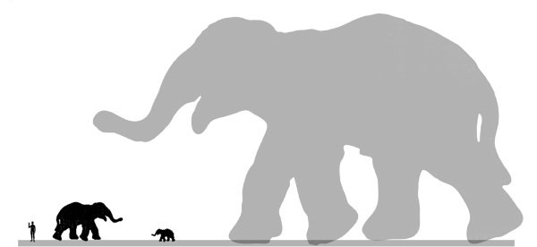 Слоны («Наука и жизнь» №6, 2019)