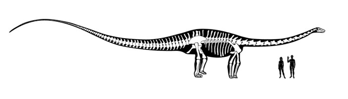 Сравнение размеров динозавра диплодока и человека («Наука и жизнь» №6, 2019)