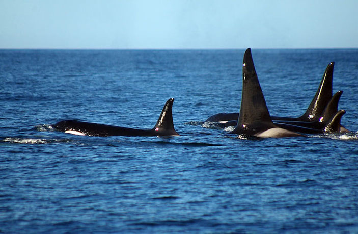 Семья косаток близ Командорских островов («Коммерсантъ Наука» №33, август 2019)