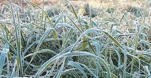 Первый день лета. 2017 г. («Природа» №4, 2018)