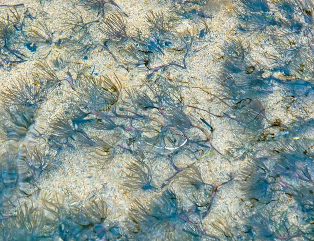 Шелковник на мелководье зимой («Природа» №4, 2018)