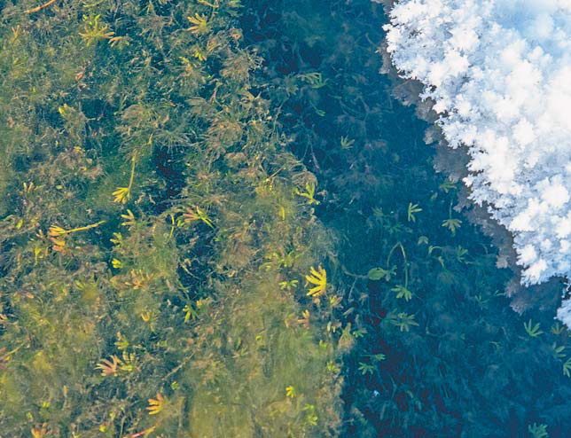 Лютик Гмелина у заснеженного берега («Природа» №4, 2018)