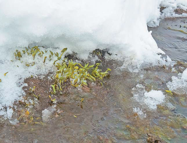 Калужница под снегом в начале апреля («Природа» №4, 2018)