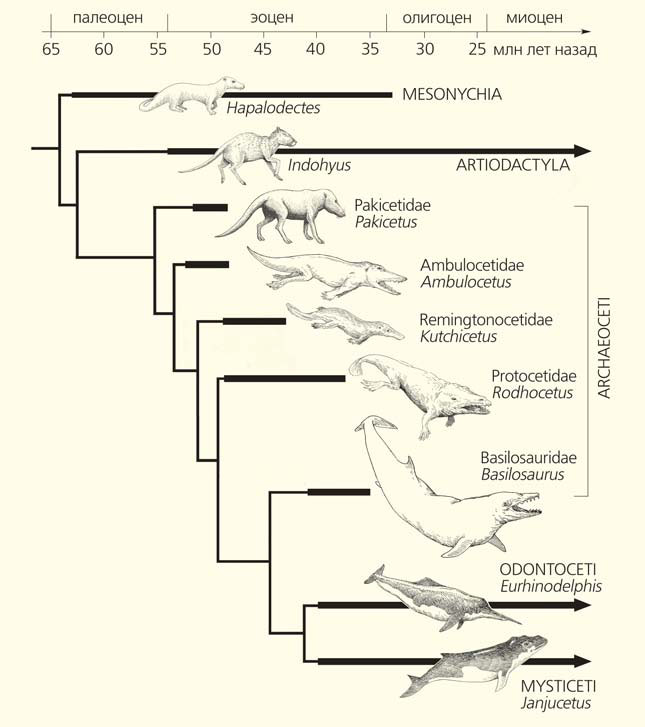 Схема эволюции китообразных («Природа» №5, 2018)
