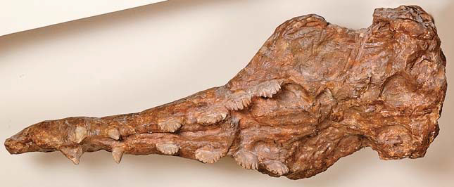 Слепок черепа Basilosaurus cetoides («Природа» №5, 2018)