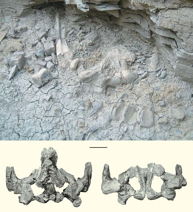 Скелет Vampalus sayasanicus («Природа» №5, 2018)