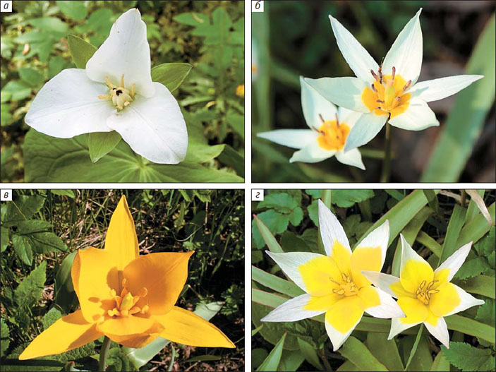 Цветки трех видов тюльпана и вида рода триллиум («Природа» №5, 2018)