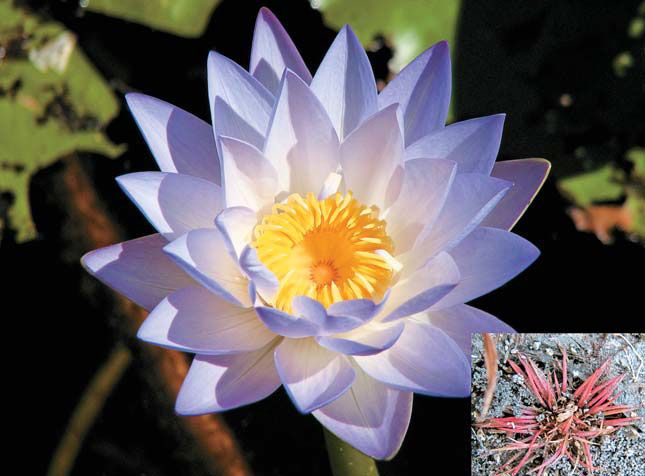 Цветок кувшинки и целое растение представителя семейства гидателловых («Природа» №5, 2018)