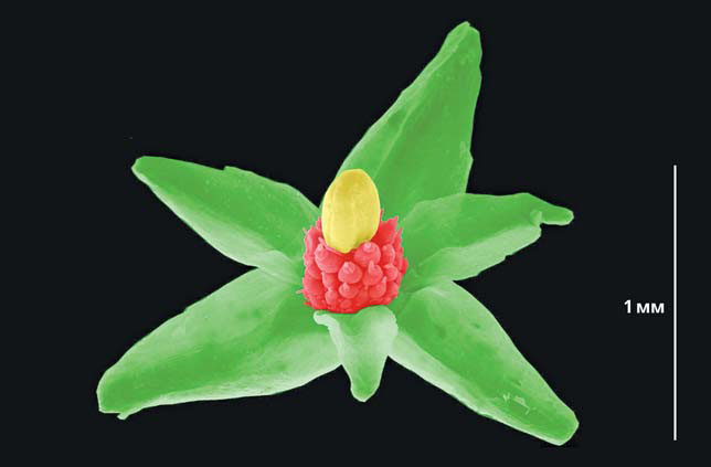 Обоеполая репродуктивная структура Trithuria submersa («Природа» №5, 2018)