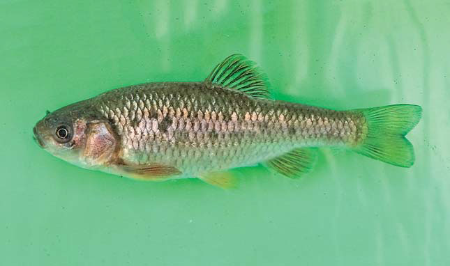 Ширванская плотва («Природа» №5, 2018)