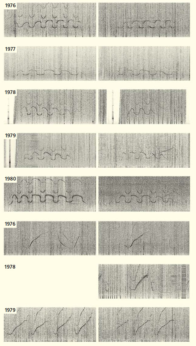 Примеры «свистов-автографов», принадлежащих двум дельфинам («Природа» №7, 2018)