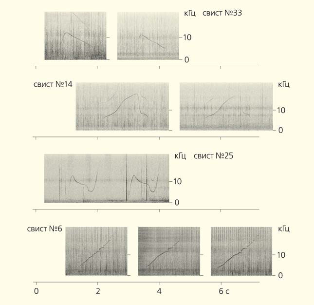 Примеры «свистов-автографов», зарегистрированных в районе Судак — Новый Свет («Природа» №7, 2018)