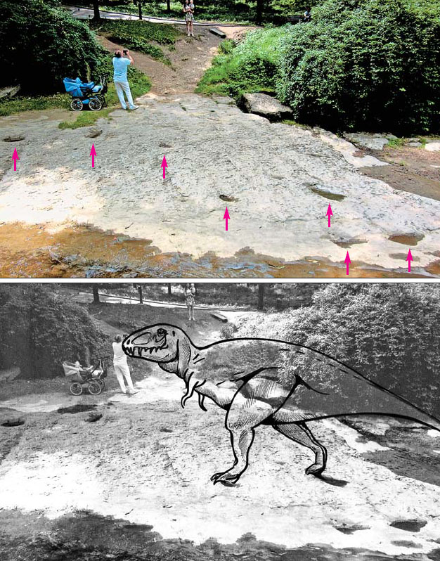 Следы хищного динозавра из группы карнозавров («Природа» №7, 2018)