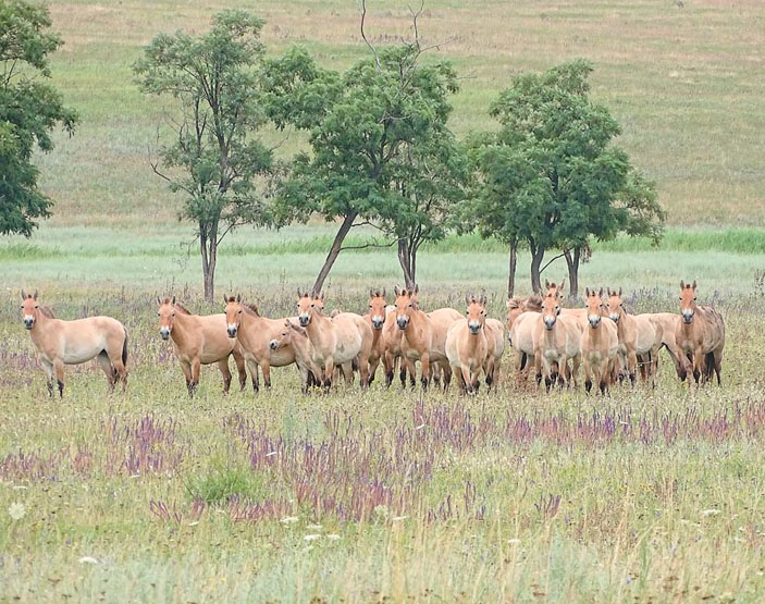 Дикие лошади («Природа» №7, 2018)