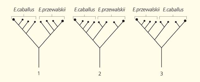 Рис. 1. Графическое изображение трех возможных сценариев происхождения и родственных связей лошади Пржевальского («Природа» №7, 2018)