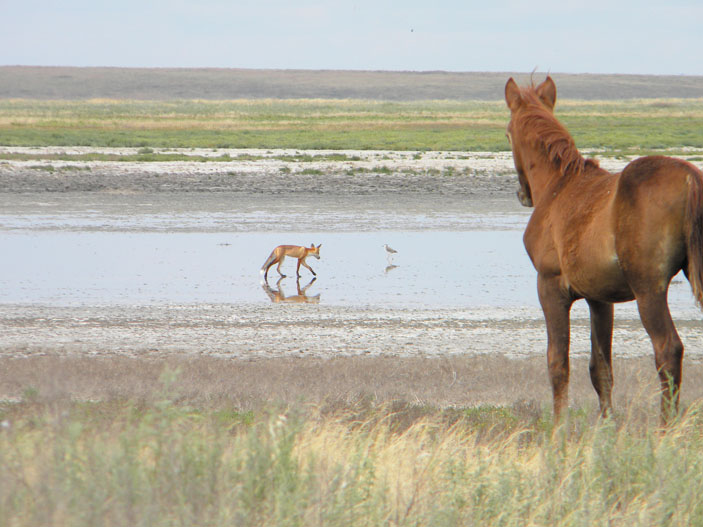 Лиса и дикая лошадь («Троицкий вариант» №20, 2019)