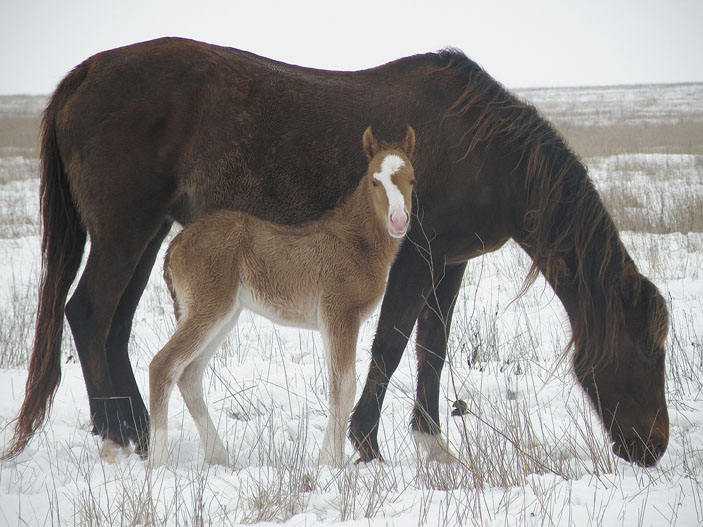Дикая лошадь с жеребенком («Троицкий вариант» №20, 2019)