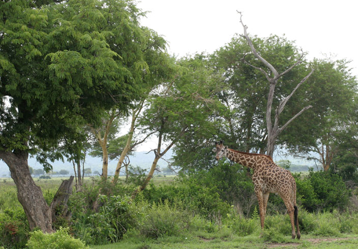 Саванна, Микуми, Танзания. Жираф («Троицкий вариант» №20, 2019)