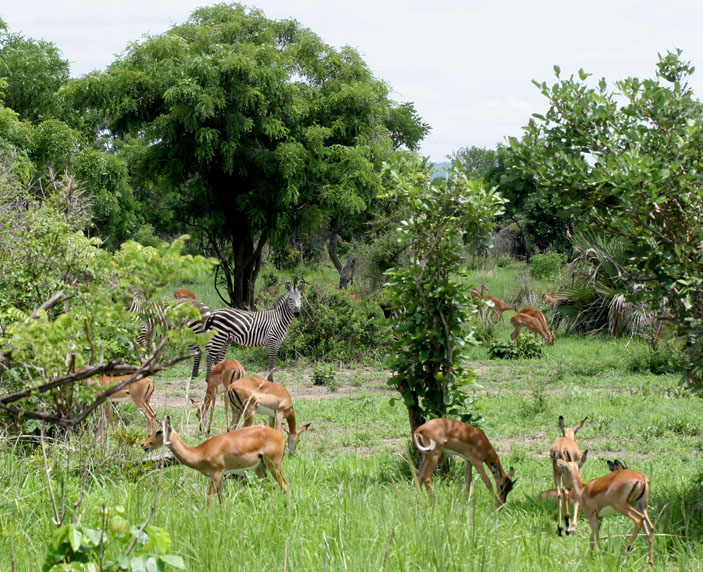Саванна, Микуми, Танзания. Импалы и зебра («Троицкий вариант» №20, 2019)