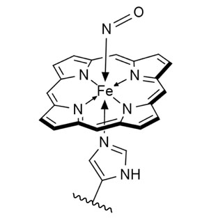 Рис. 2. Комплекс железопорфирина (гема) с NO («Химия и жизнь» №10, 2019)