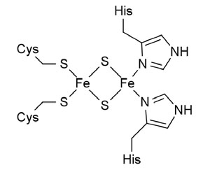 Рис. 3. Строение одного из вариантов железосерных кластеров («Химия и жизнь» №10, 2019)