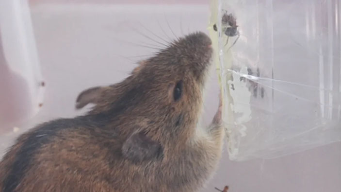 Поведение Николя сравнимо с поведением отдельных выдающихся личностей в шерсти или перьях («Коммерсантъ Наука» №47, октябрь 2019)