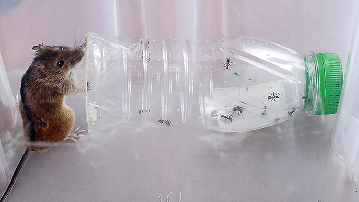 Мышь по имени Николя и бутылка с муравьями («Коммерсантъ Наука» №47, октябрь 2019)