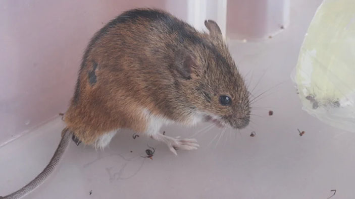 Мышь по имени Николя («Коммерсантъ Наука» №47, октябрь 2019)