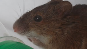 Мышь по имени Николя («Коммерсантъ Наука» №47, октябрь 2019)