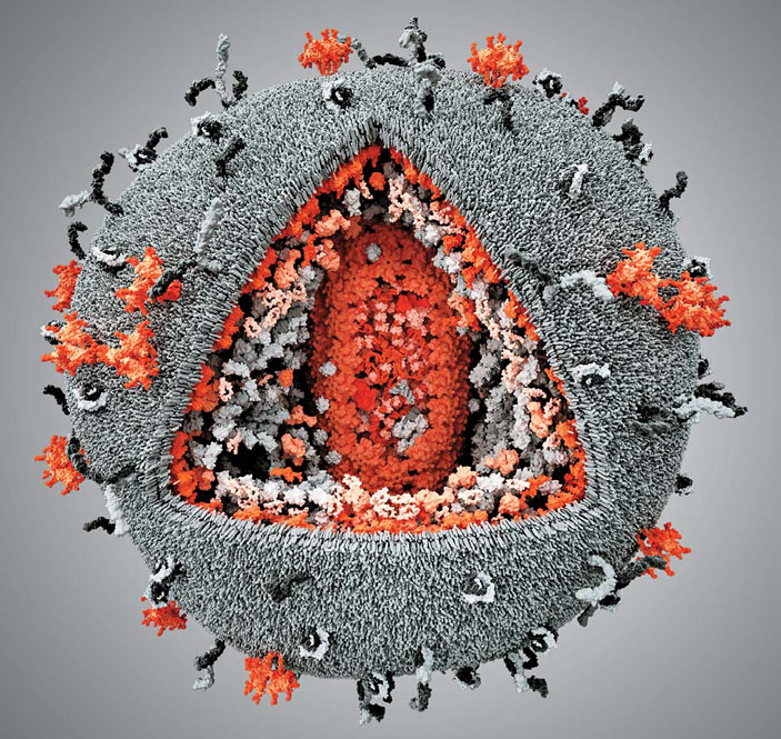 Модель вириона ВИЧ («Природа» №10, 2018)