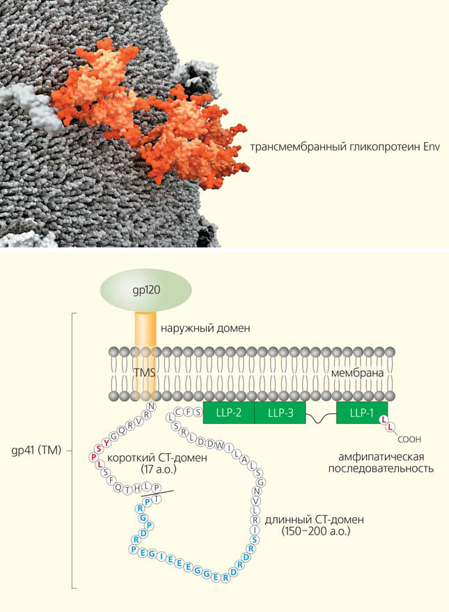 Рис. 1. Структура трансмембранного гликопротеина Env и фрагмент поверхности ВИЧ с белковыми комплексами gp120/gp41 («Природа» №10, 2018)