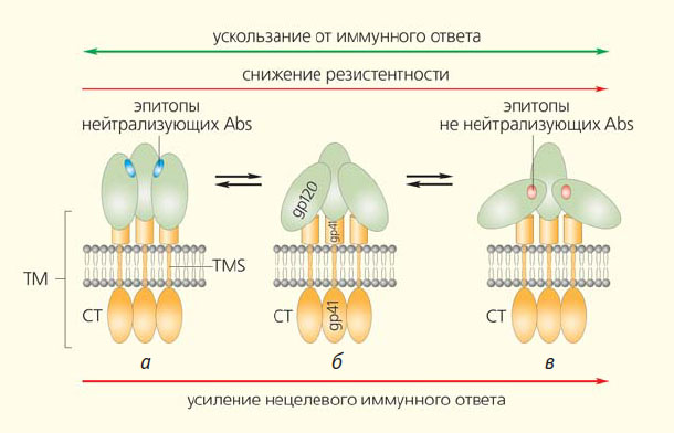 Рис. 4. Конформационные формы природного Env-тримера («Природа» №10, 2018)