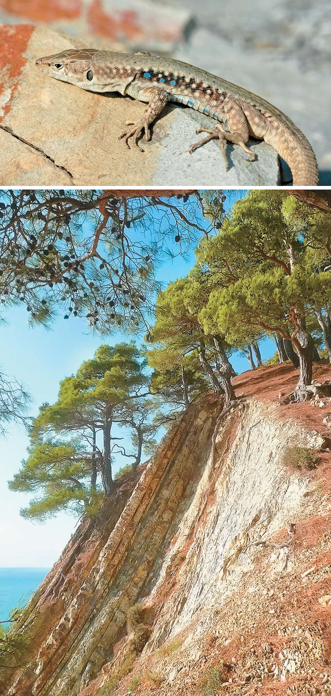 Ящерица Щербака (Darevskia szczerbaki) и приморский обрыв (клиф) («Природа» №11, 2018)