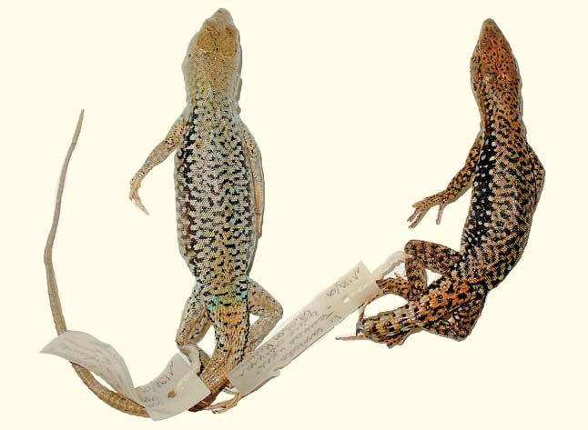 Самцы D. szczerbaki и D. brauneri, пойманные на мысе Идокопас («Природа» №11, 2018)