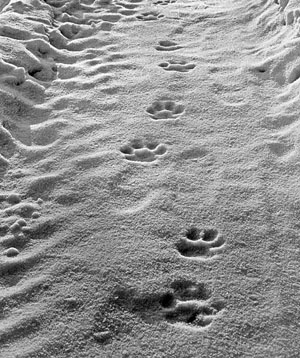 Двоящиеся следы Трехпалой на «минполосе» («Природа» №11, 2018)