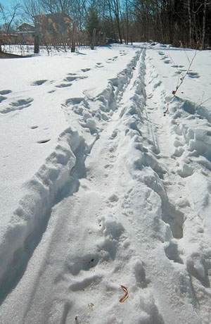 След тигра на лыжне, на окраине пос. Хехцир («Природа» №11, 2018)