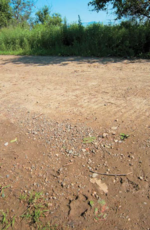 След тигра на дороге в 3,2 км севернее с. Киинск («Природа» №11, 2018)