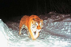 Тигр Устин спускается по дороге в долину ручья Соснинского («Природа» №11, 2018)