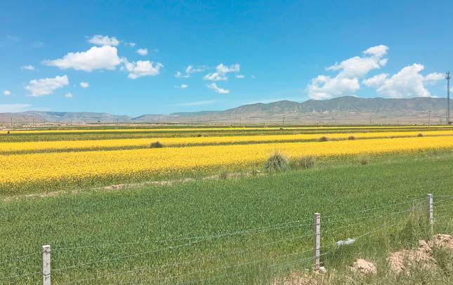 Орошаемые поля рапса на высокогорных равнинах Тибета («Природа» №11, 2018)