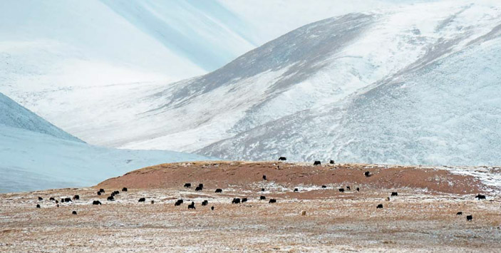 Стадо тибетских яков на высокогорном пастбище («Природа» №11, 2018)