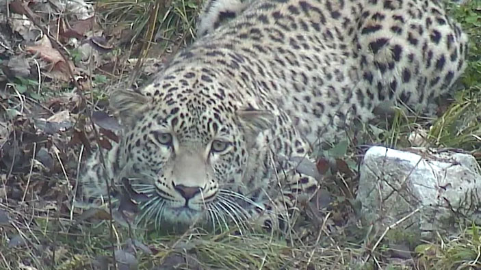 Леопард («Коммерсантъ Наука» №55, ноябрь 2019)