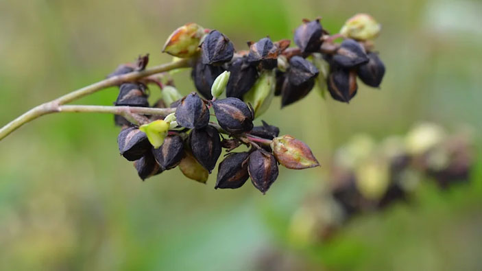 Гречиха татарская («Коммерсантъ Наука» №55, ноябрь 2019)