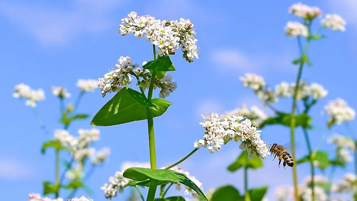 Почти половина российской гречихи выращивается на Алтае («Коммерсантъ Наука» №55, ноябрь 2019)