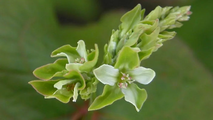 Зеленоцветковая гречиха устойчива к осыпанию («Коммерсантъ Наука» №55, ноябрь 2019)