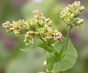 Детерминантная гречиха с ограниченным ростом в высоту («Коммерсантъ Наука» №55, ноябрь 2019)