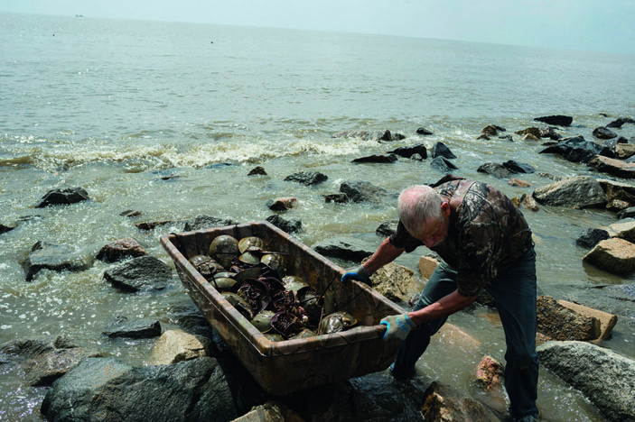 Вылавливание мечехвостов («Популярная механика» №11, 2019)