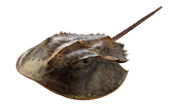 Мечехвост («Популярная механика» №11, 2019)