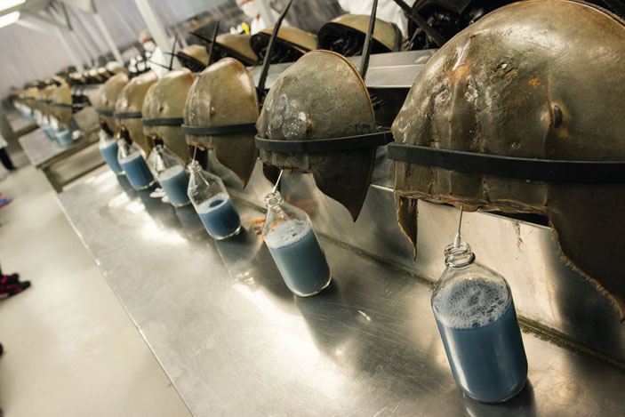 Сбор крови мечехвостов («Популярная механика» №11, 2019)