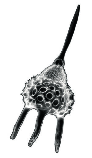 Скелеты крошечных радиолярий образуют кремнистые породы горных хребтов («Популярная механика» №11, 2019)