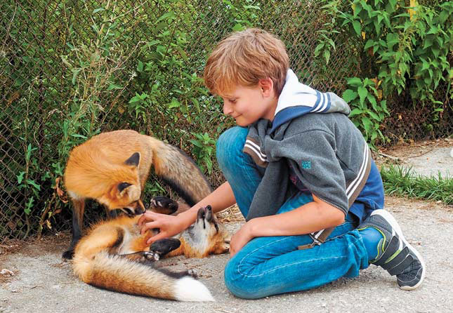 Ручная лисица играет с ребенком («Природа» №12, 2018)